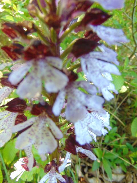 leider etwas unscharf!