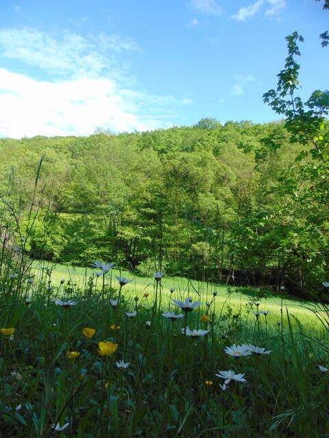 Auf der gegenüberliegenden Seite der Straße aber ebenfalls artenreiche Wiesenflora ...