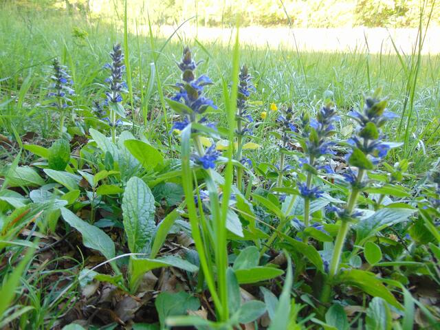 Auch der kriechende Günzel oder Gundermann bevorzugt Magerwiesen, wo er sehr gut gedeiht, wie man hier sehen kann.