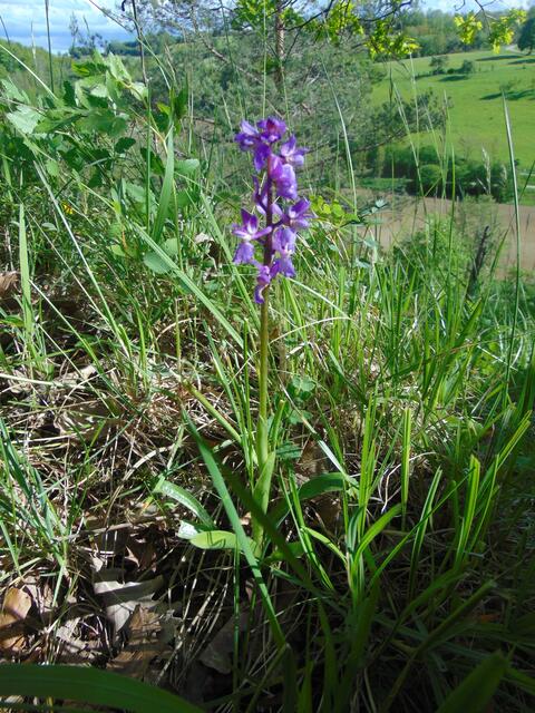 Dieses hier könnte das sog. Übersehene Knabenkraut (Destylorhiza praetermissa) sein,  in Deutschland sehr gefährdet.