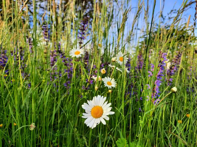 Blumenwiese