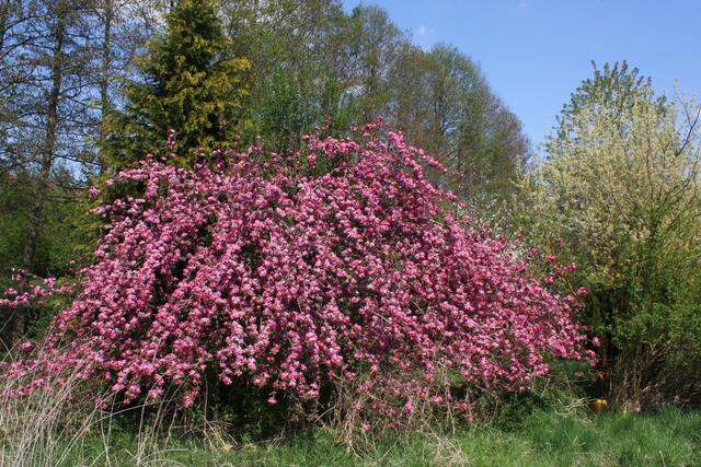 rotblühender Apfelbaum