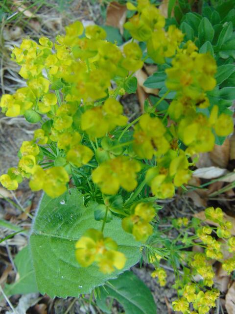 ... wahrscheinlich ist es die Warzen-Wolfsmilch (Euphorbia verrucosa), die hauptsächlich auf kalkhaltigem Untergrund wächst. https://www.pflanzen-deutschland.de/Euphorbia_verrucosa.html