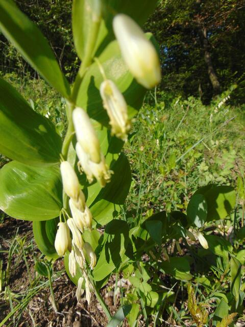 Der Echte Salomonsiegel (Polygonatum odoratum) wird oft mit dem noch sehr viel häufiger vertretenden Vielblütigen Salomonsiegel (Polygonatum multiflorum) verwechselt  https://de.wikipedia.org/wiki/Echtes_Salomonssiegel