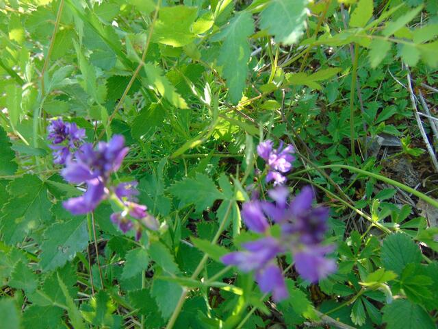 In der Vergrößerung leider etwas unscharf.                   Hier noch ein Link: https://www.myheimat.de/sehnde/natur/keine-heimische-orchideesondern-d2819223.html