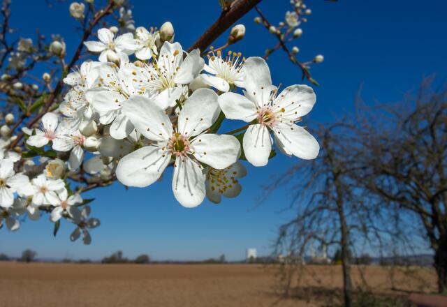 Frühling in Neckargartach