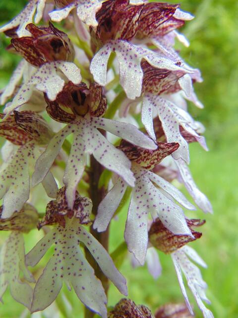 wunderschön in der Vergrößerung...