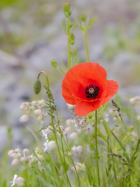 Erste zarte Mohnblume