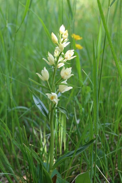 Orchidee Essigberg Roigheim