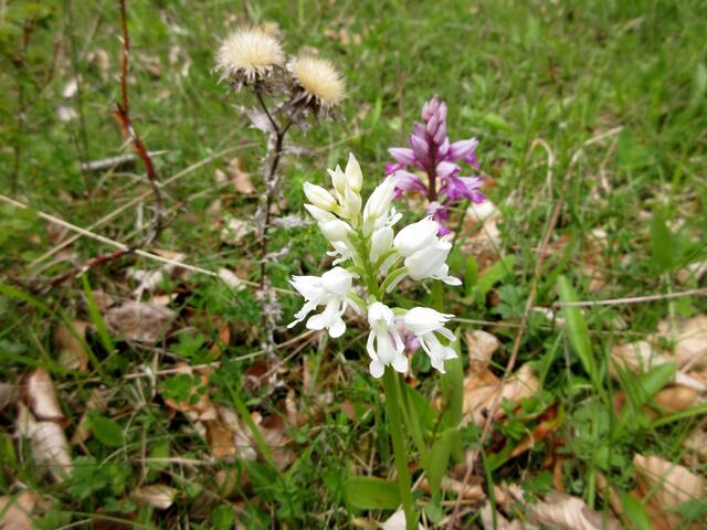 Das Ziel der Tour, das sehr seltene Helmknabenkraut als "Albino" Orchis militaris alba. Hier im Arrangement mit der normalen Form und einer Golddistel