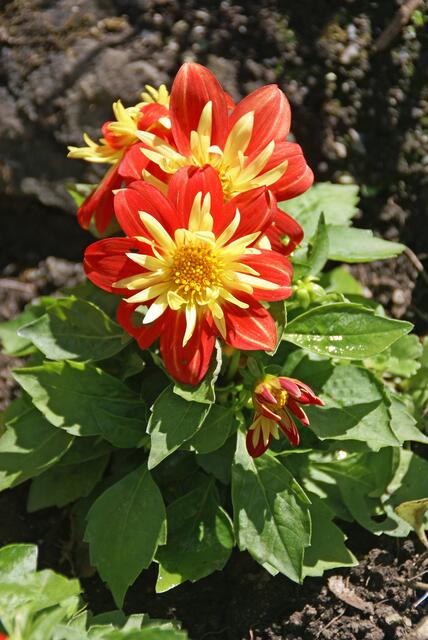 Dahlien