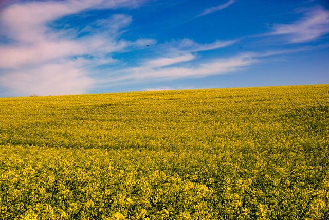 blühendes Rapsfeld mit blauem Himmel