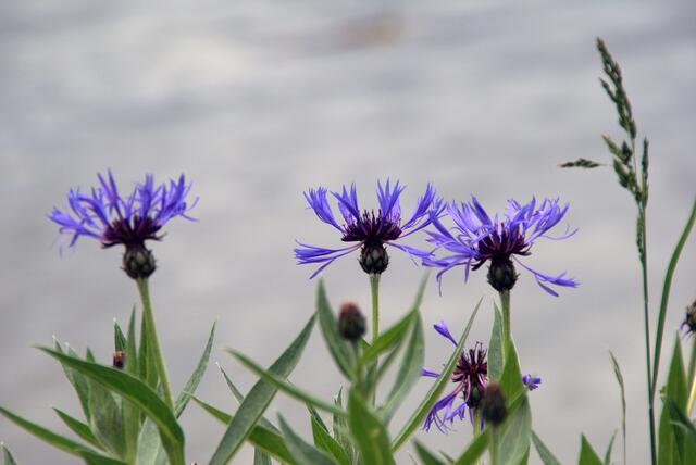 Flockenblumen