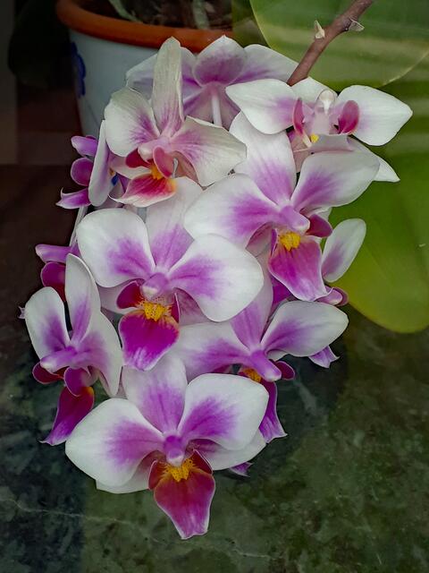 unsere uralte kleine Orchidee, von außen durchs Blumenfenster fotografiert