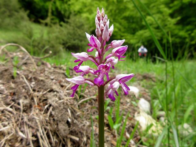 Helmknabenkraut (Orchis militaris)