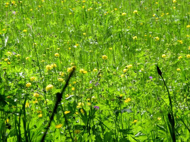 Die komplette Wiese über und über mit Trollblumen zwischen anderen Wiesenblumen.