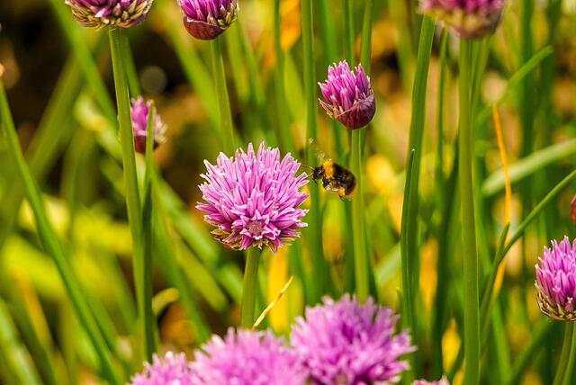 Hummel am Schnittlauch