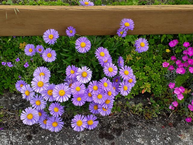 Vor dem Gartenzaun