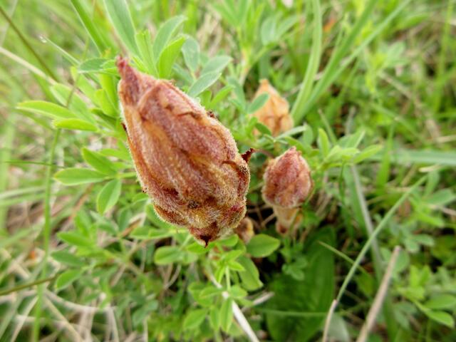 Sommerwurz