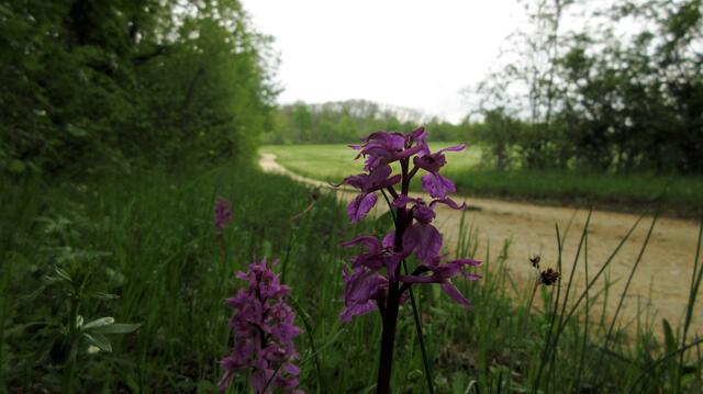 Das Stattliche oder Mannsknabenkraut (Orchis mascula) begleitete uns über lange Strecken am Wegrand