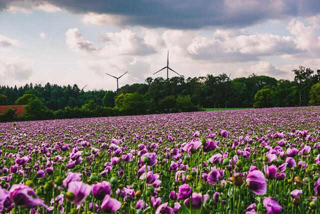 ein Teppich aus Mohnblumen