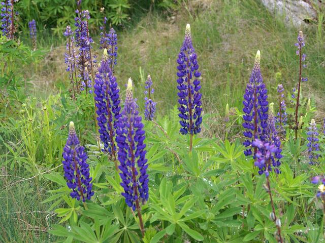 Lupinen