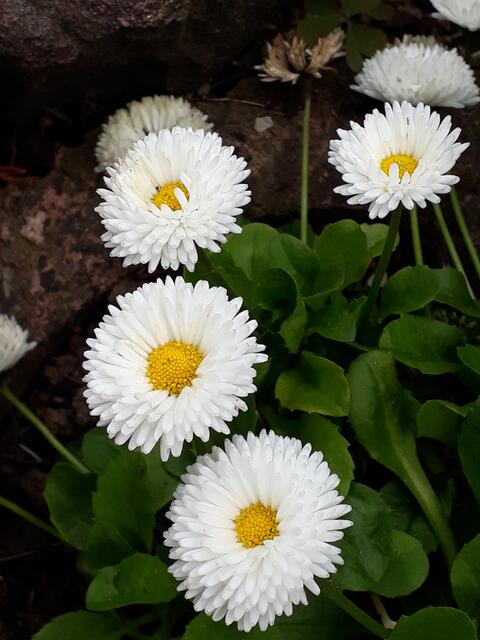 Bellis
