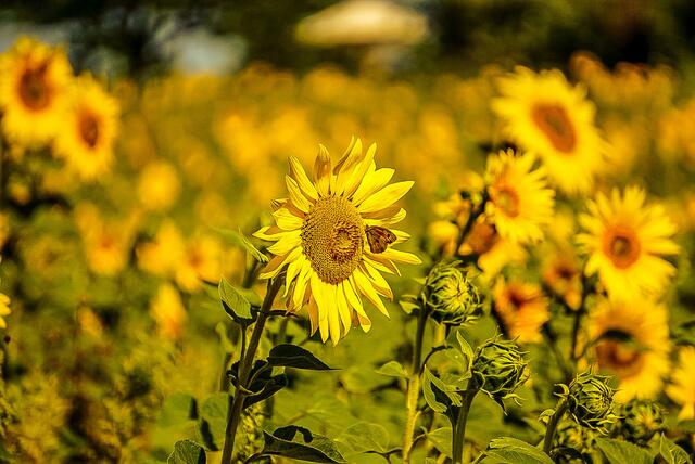Schmetterling an einer Sonnenblume