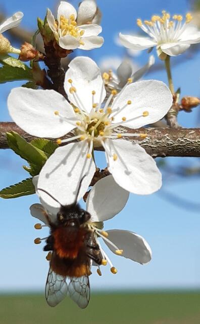 Frühlingserwachen