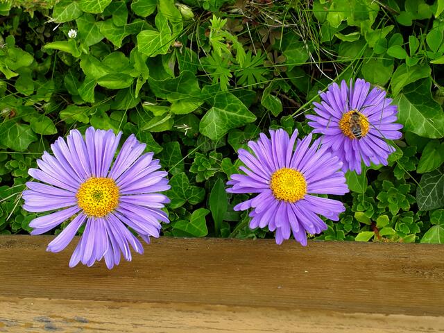 .... und hinterm Gartenzaun