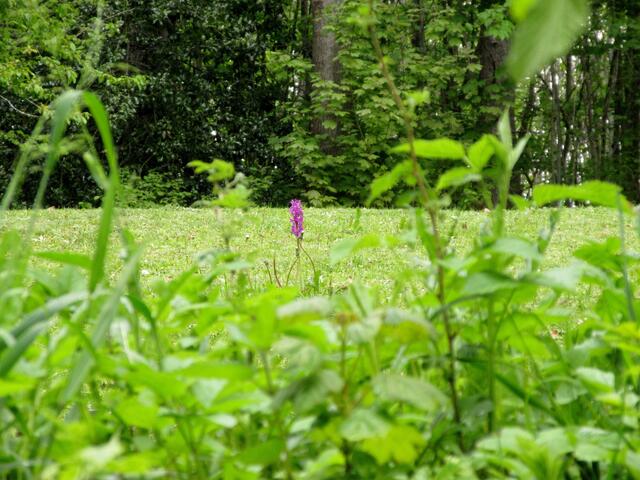 Es gibt im Wohlbühl auch private Grundstücke mit Hütten. Un a frisch gmähts Wiesle, aber die Leute nehmen den Naturschutz ernst und lassen die Knabenkräuter stehen.