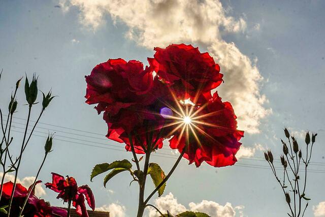 Sonnenstrahlen durch die roten Rosen im Garten