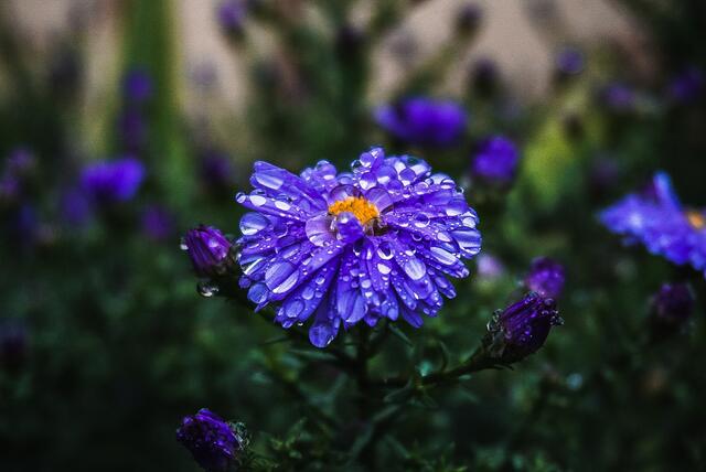Blume mit Regentropfen