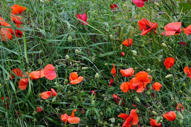 Mohnblumen