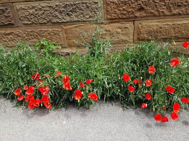 Klatschmohn hat sich angesiedelt zwischen Gehweg und Mauer der abgebrannten gräflichen Scheune, Schwaigern