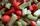 Erdbeeren und Rhababer