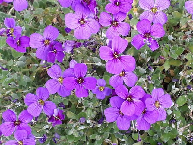 ein paar Blüten sind noch übrig