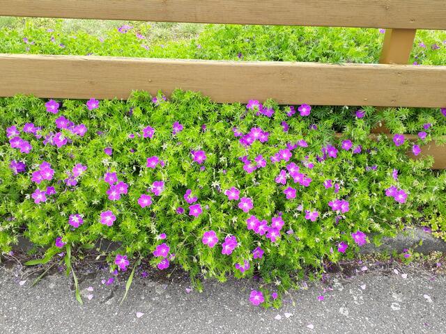 jenseits des Gartenzauns: Storchschnäbel