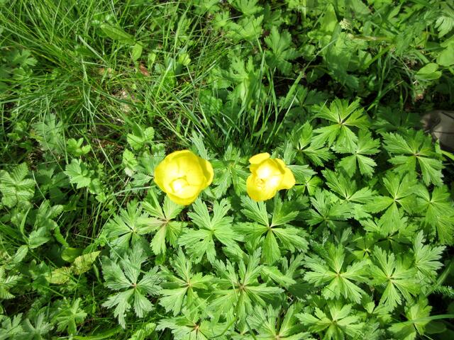 Im letzten Bericht hatte ich mich noch gewundert, dass die Trollblumen so früh blühen. Was bei uns eine Seltenheit und Attraktion ist, gibt es auf den feuchten Wiesen in den Albtälern im Überfluss. So hatten wir es auch noch nie gesehen