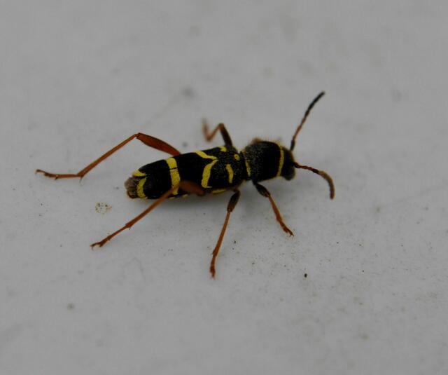 Echten Widderbock (Clytus arietis), auch Gemeiner Widderbock oder Wespenbock genannt. 
 | Foto: Daniela Somers