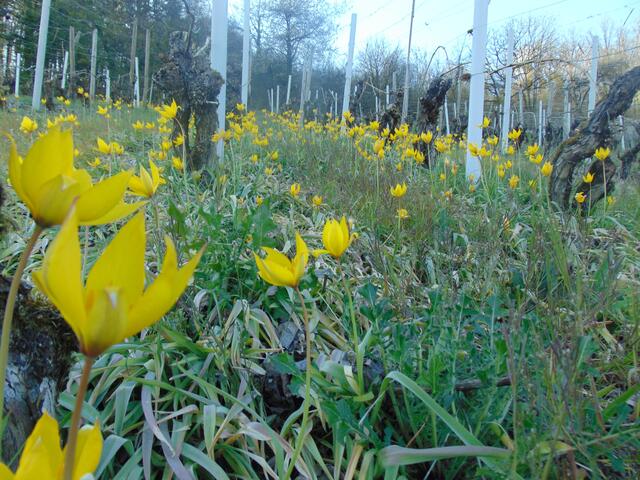 gelbleuchtende Sterne ... Wildtulpen ... im Weinberg