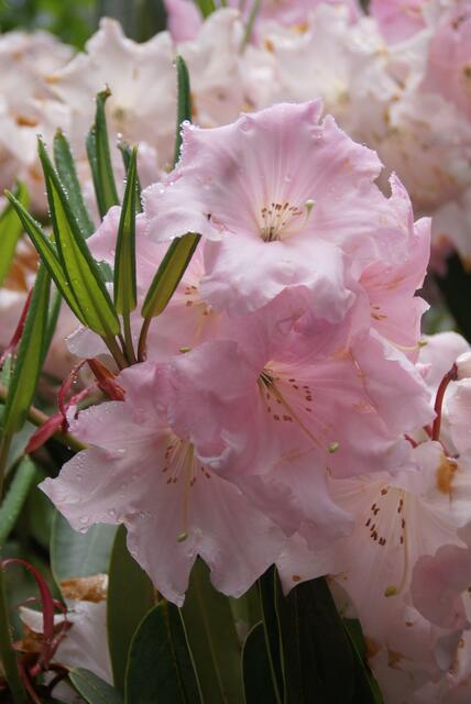 Rhododendron