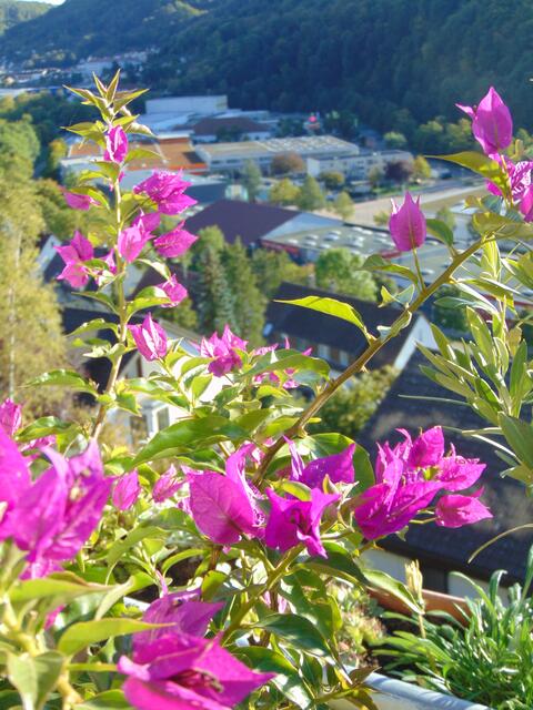 voll erblühte Bougainvillea mit Sicht auf Künzelsau