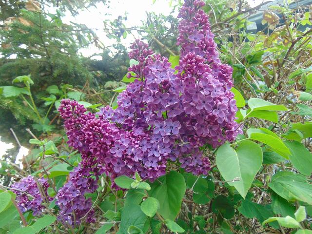 Aparte Farbe, aber auch exquisiter Duft!