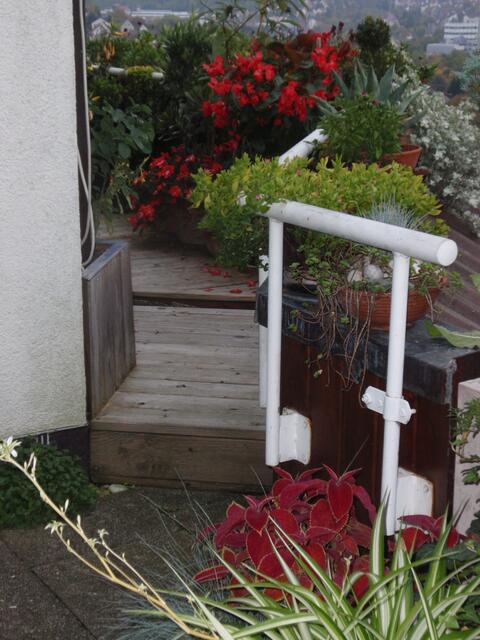 Blütenfülle im Sommer auf unserer Terrasse
