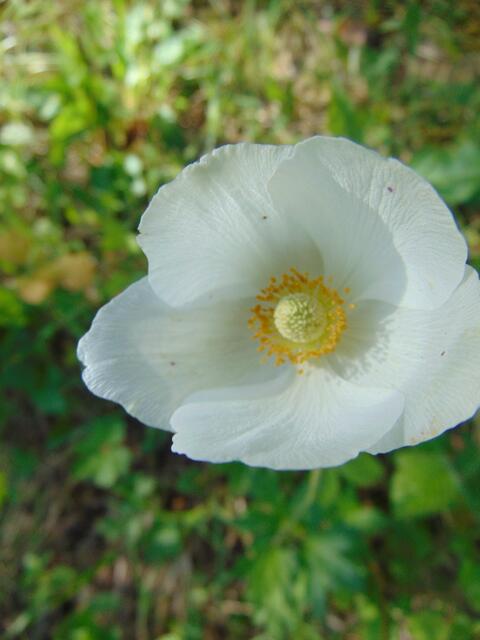 Ein in der freen Natur sehr seltener Fund, das Große Wald-Windröschen (Anemone  sylvestris)