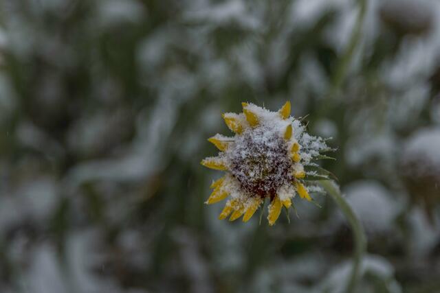 Leben im Frost