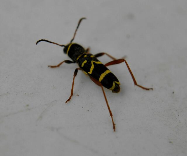 Echten Widderbock (Clytus arietis), auch Gemeiner Widderbock oder Wespenbock genannt. 
 | Foto: Daniela Somers
