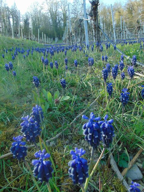 Blau, blau, blau, wohin man im Weinberg auch schaut!