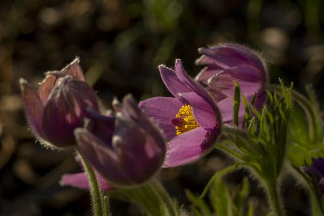 Frühlingsblüte